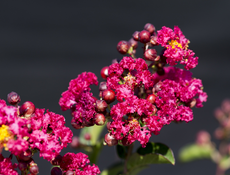 Ciarrocchi's Lagerstroemia